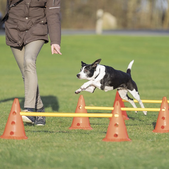 Dog Activity Hinderset, 4 koner och 2 pinnar