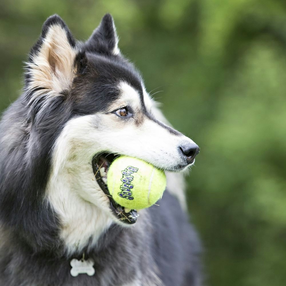 KONG SqueakAir Balls. Flerpack i olika storlekar.