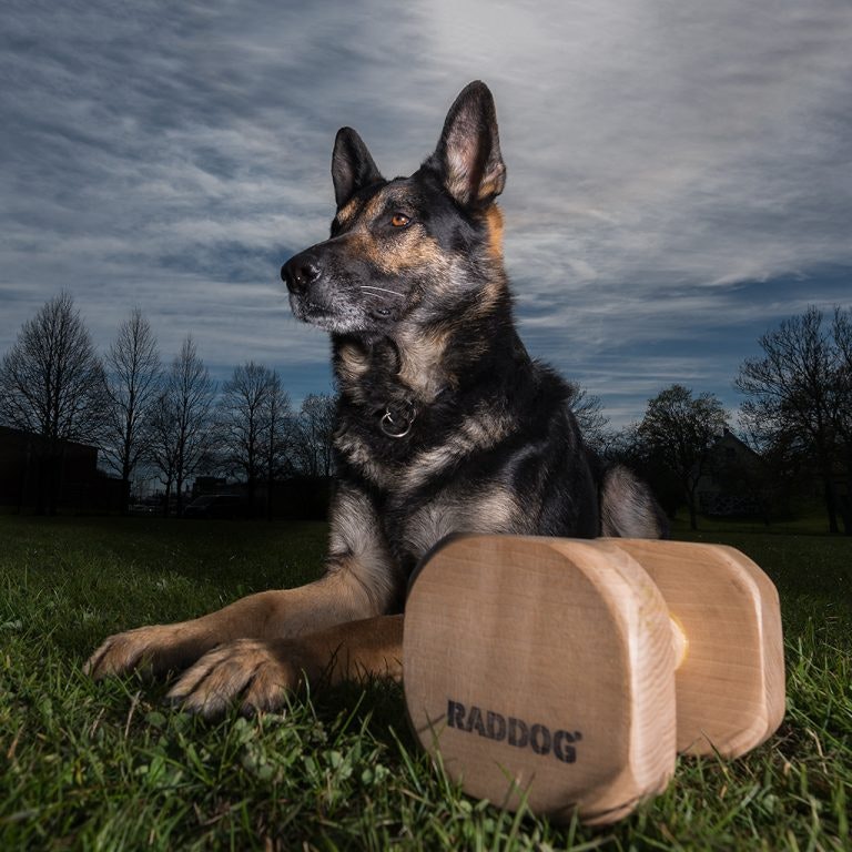 Apportbock i trä med magnet "Raddog" 1 kg