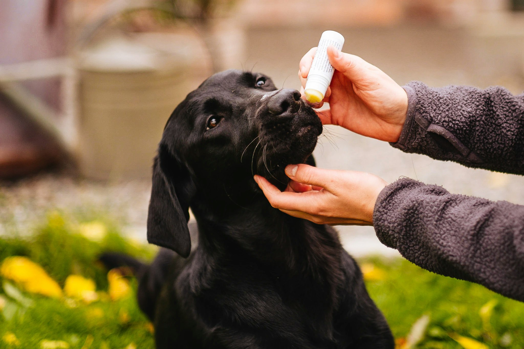 HUMLE Nosig nosstift 14 ml - Nossalva för torr och sårig nos hos hund