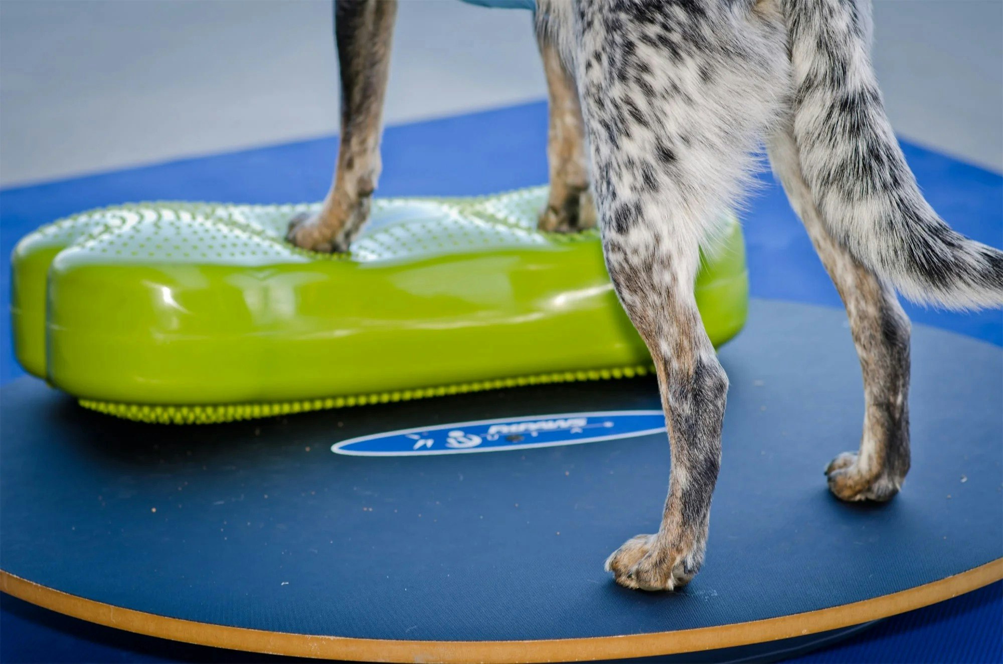 FitPaws K9Fitbone Balance Disc Medium, balansplatta- 58 cm