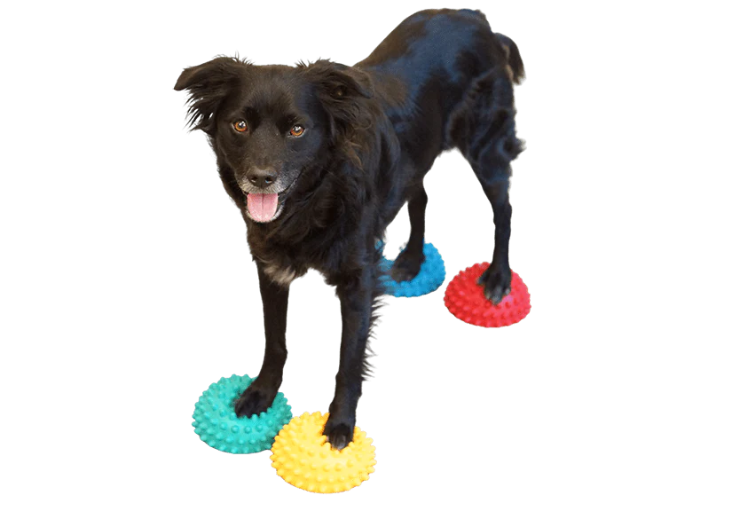 FitPAWS PawPods - balansboll 4-pack
