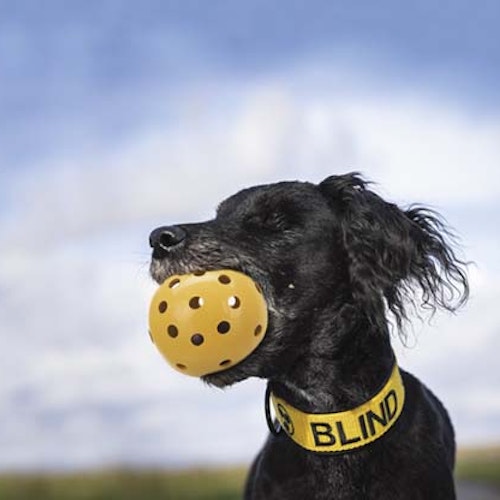 Boll med hål och bjällra, naturgummi, ø 7 cm, gul- för synskadade och blinda hundar med bjällra
