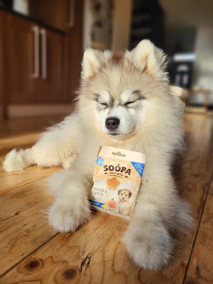 Soopa Healthy Training Bites for Puppies Banana & Pumpkin (banan & pumpa) , veganskt 50g