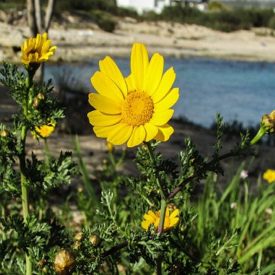 Arnica montana (slåttergubbe)