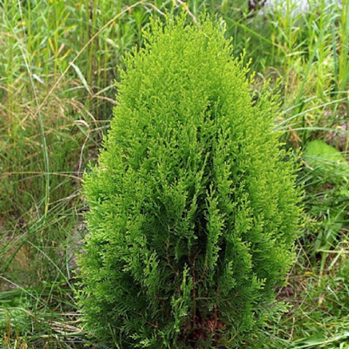 Thuja