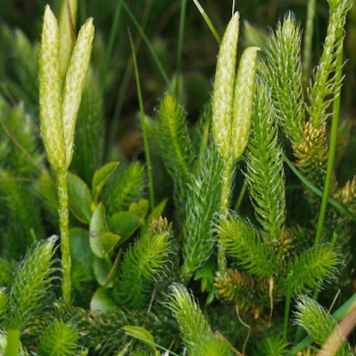 Lycopodium