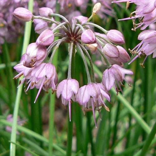 Allium cepa