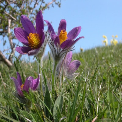 Pulsatilla