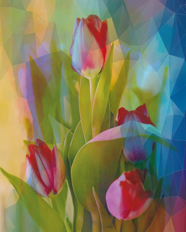 Graphic Art "My beloved tulips"