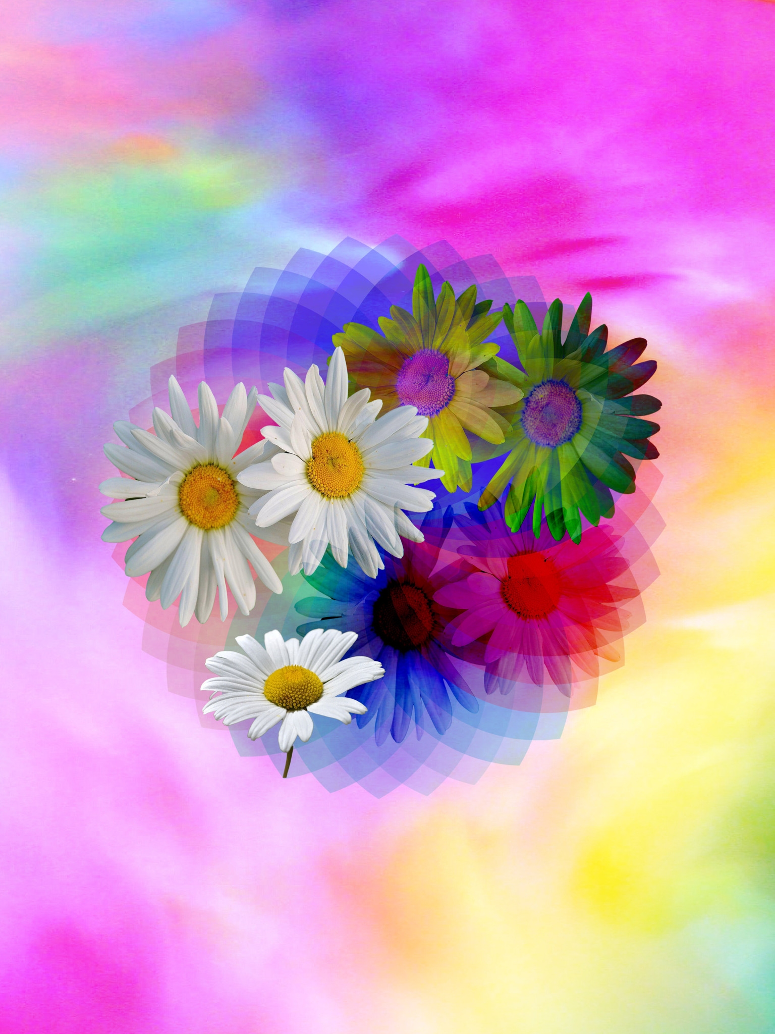 Graphic Art "Daisies in color spectrum"