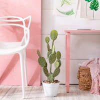 Milk Paint by FUSION™ -  Palm Springs Pink