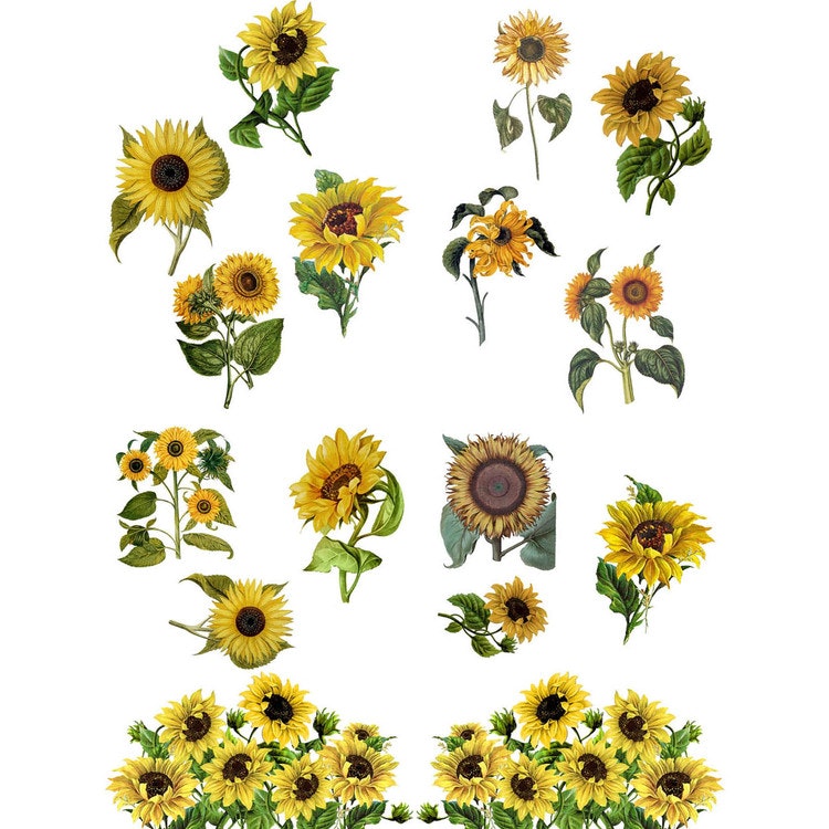 Belles and Whistles Transfer - Sunflowers