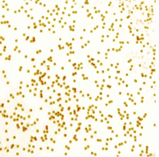 Polyvine Sparkling GLITTER GLAZE (guldglittrande lacklasyr) - GOLD