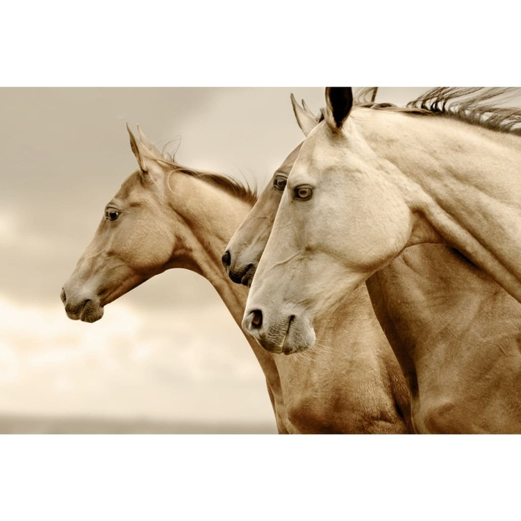 DECOUPAGE (decoupagepapper) - Mint By Michelle SEPIA HORSES REVERSED