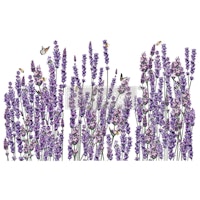 Re Design Décor Transfers® - Champs de Lavende ca 61x89cm