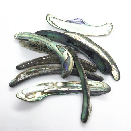 Abalone skal / Paua