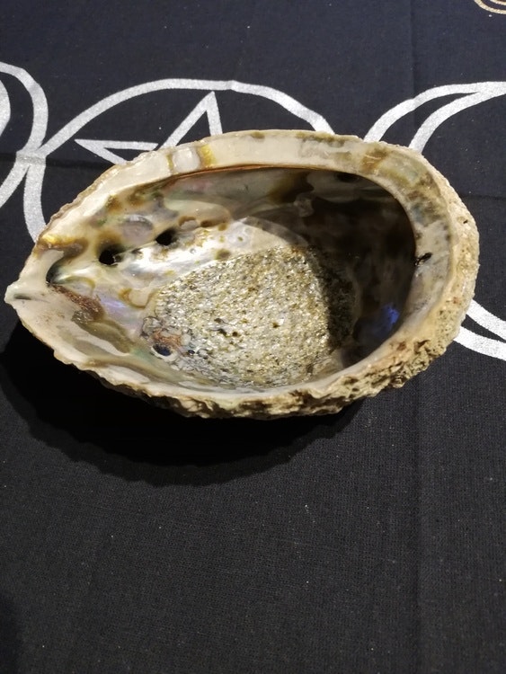 Abalone-skal