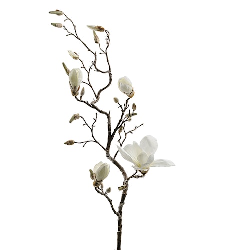 Magnoliakvist vit 135cm