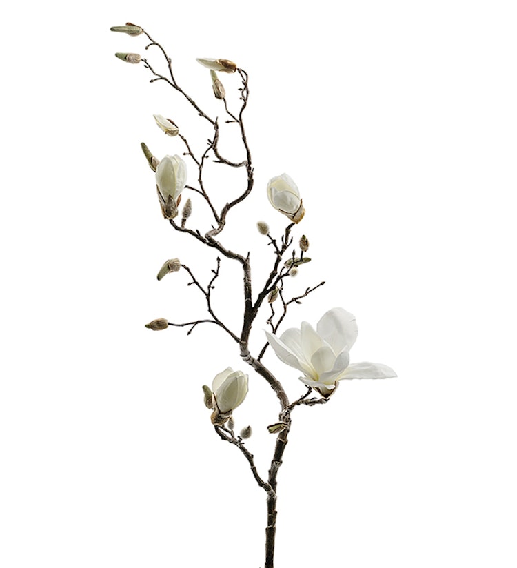 Magnoliakvist vit 135cm