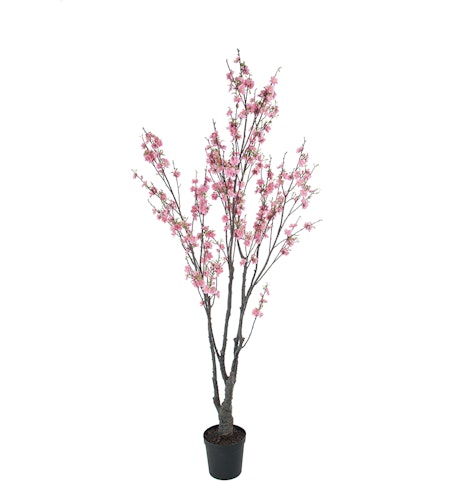 Körsbärsträd 180cm