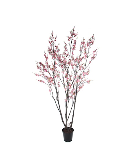 Körsbärsträd 240cm