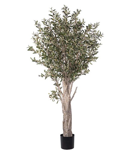 Olivträd 190 cm