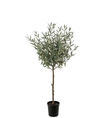 Olivträd 150 cm