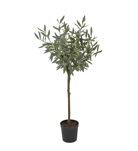 Olivträd 110 cm