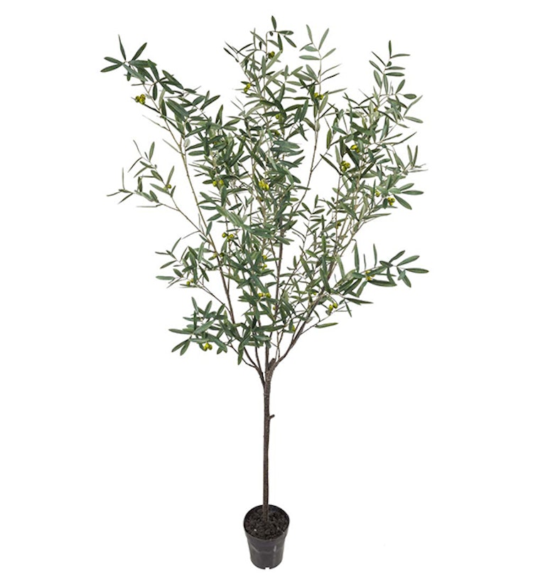 Olivträd 230 cm
