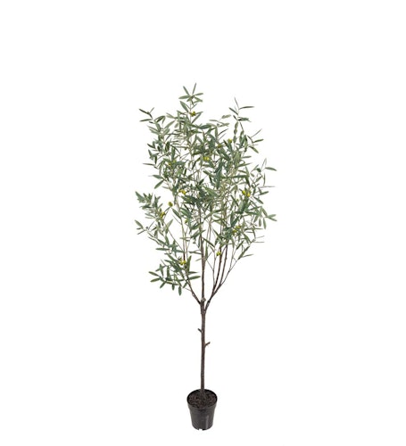 Olivträd 200 cm