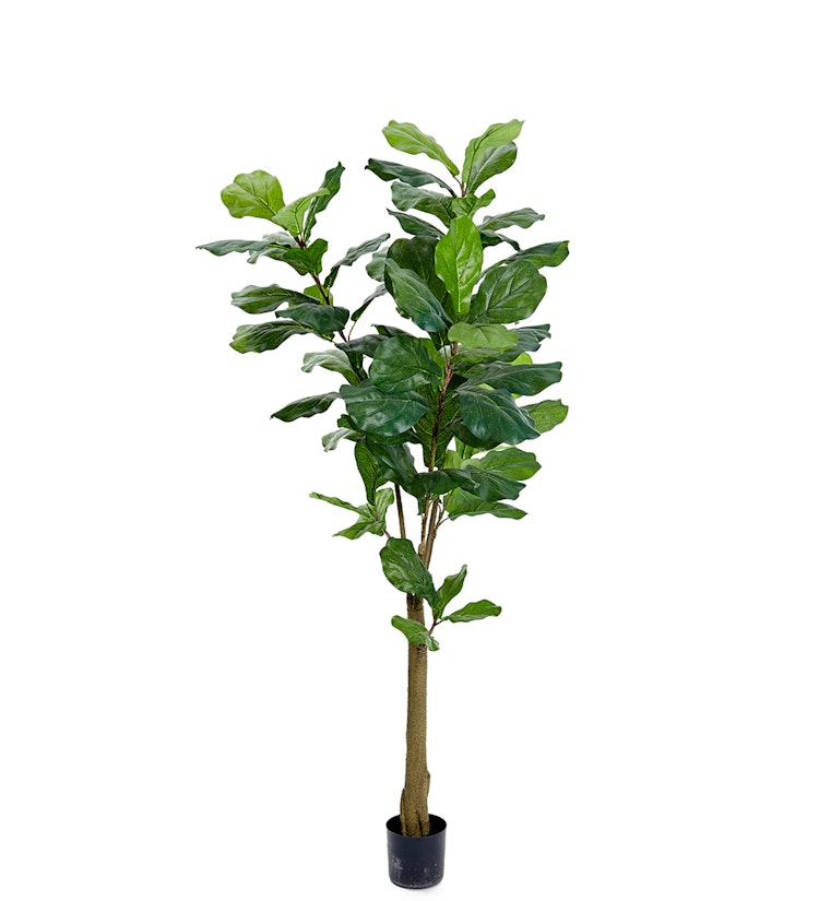 Fiolfikus på stam 150 cm