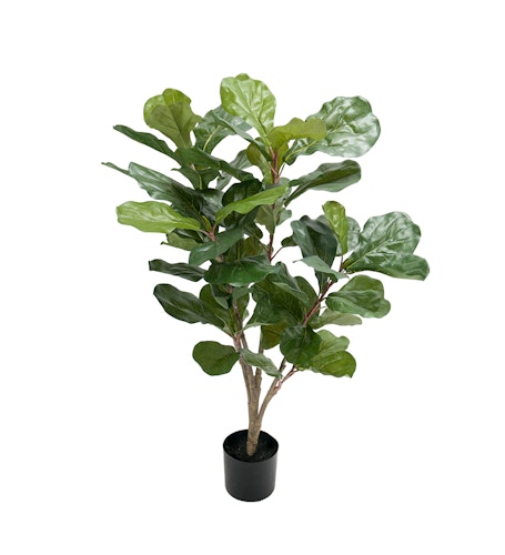 Fiolfikus 90 cm
