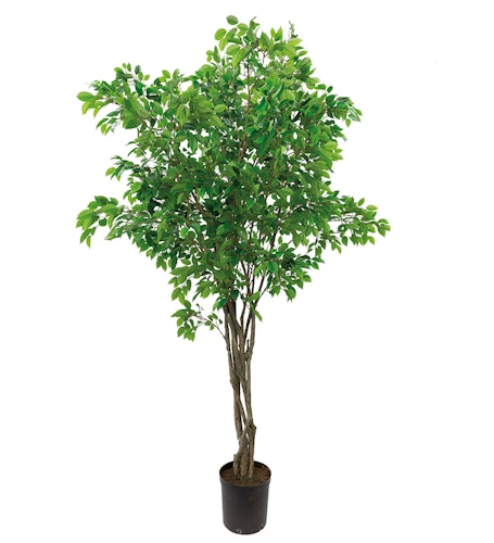 Fikus Benjamin 300 cm