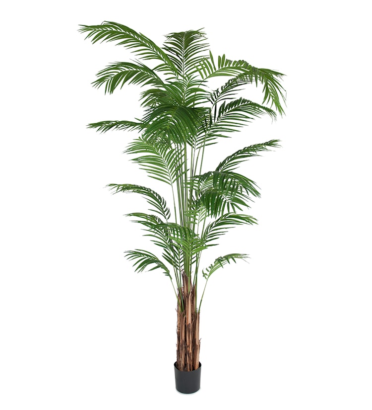 Areca Palm 270 cm   2-pack