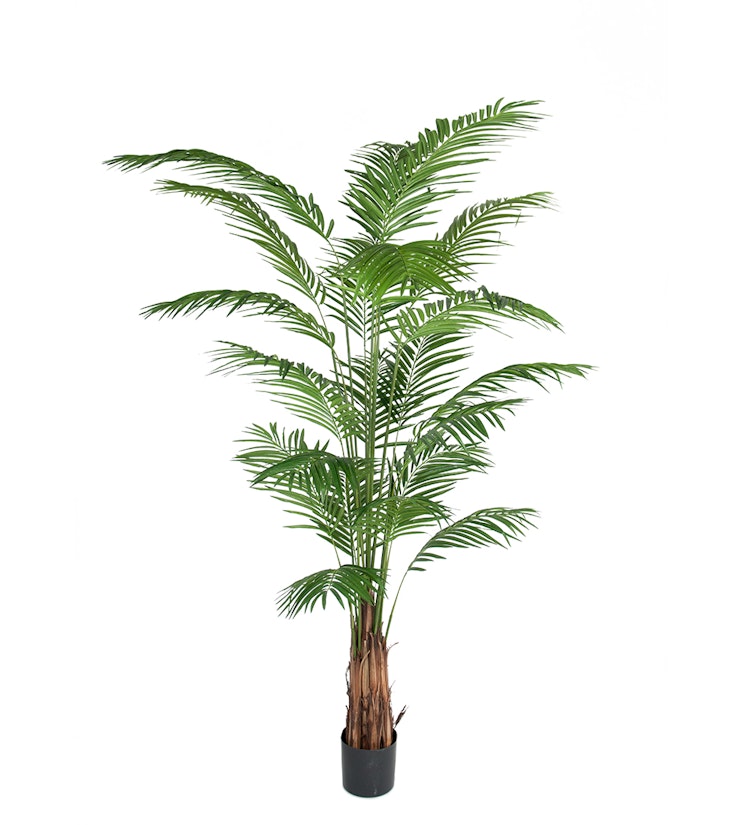 Areca Palm 240 cm   2-pack