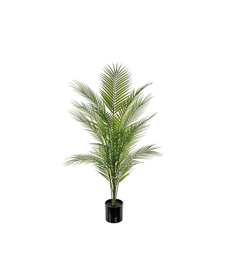 Bergspalm 110cm