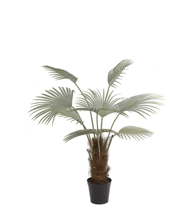 Palm 150 cm