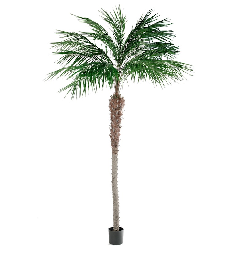 Phoenix Palm 300 cm 2-pack