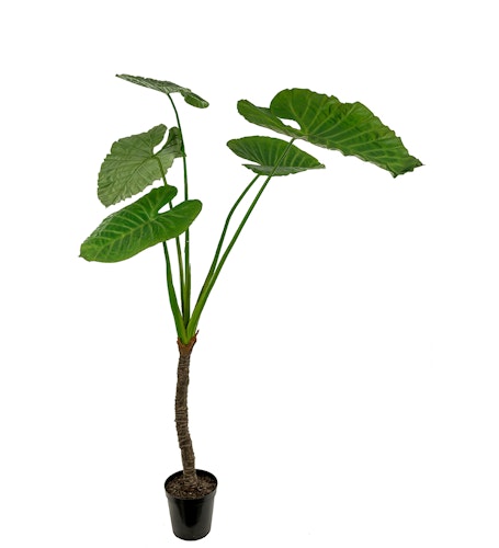Alocasia 220 cm