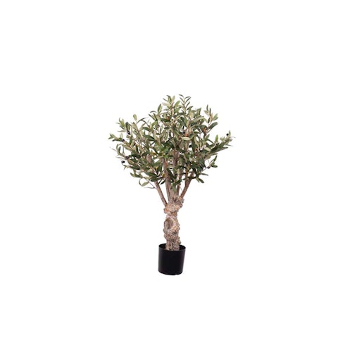Olivträd 80cm