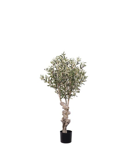 Olivträd 120 cm