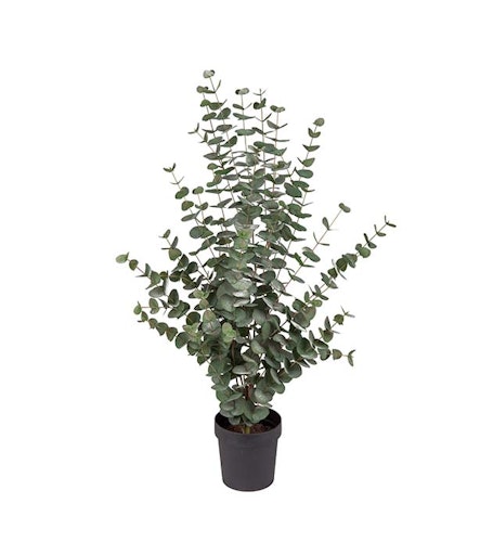 Eucalyptus  110 cm