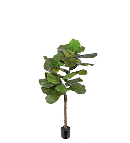 Fiolfikus 120cm