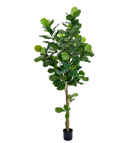 Fiolfikus 210cm