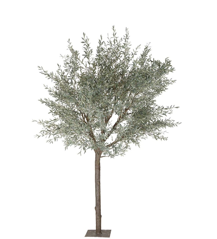 Olivträd 400cm