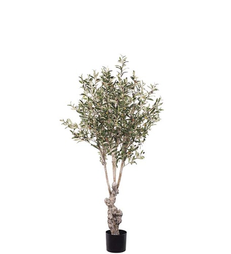 Olivträd 150cm