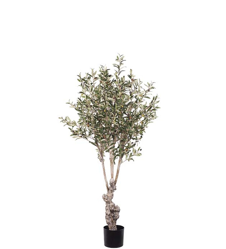 Olivträd 150cm