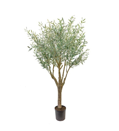 Olivträd - 240cm