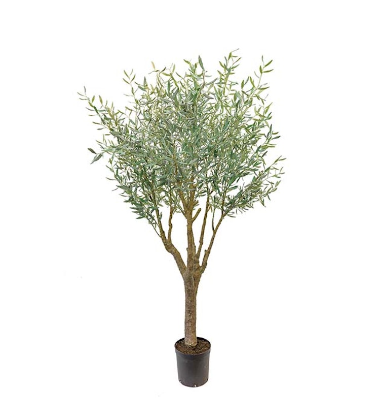 Olivträd - 240cm